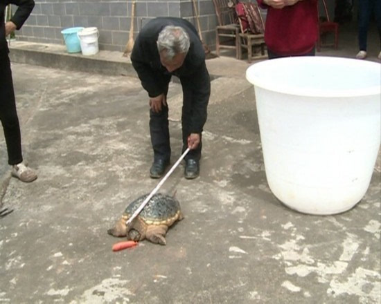 野外捡19斤乌龟专家:原产地为美洲系外来入侵物种