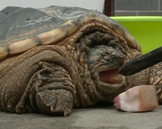 野外捡19斤乌龟专家:原产地为美洲系外来入侵物种