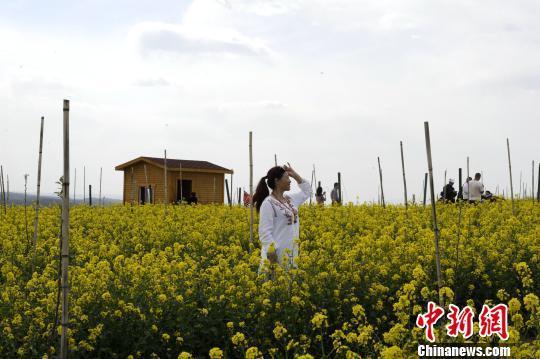 陕西延安油菜花盛开 引众多游客观赏