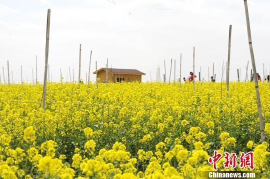 陕西延安油菜花盛开 引众多游客观赏