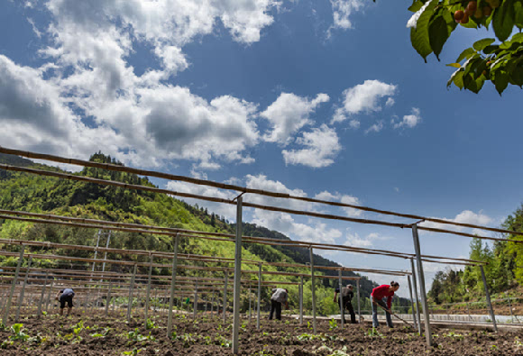 黔江:蔬菜种植助贫困户增收