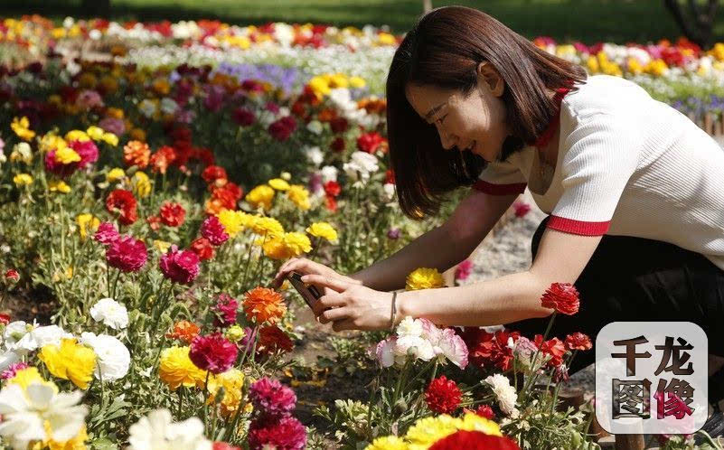 北京ing 北京香山山花季将持续到5月7日