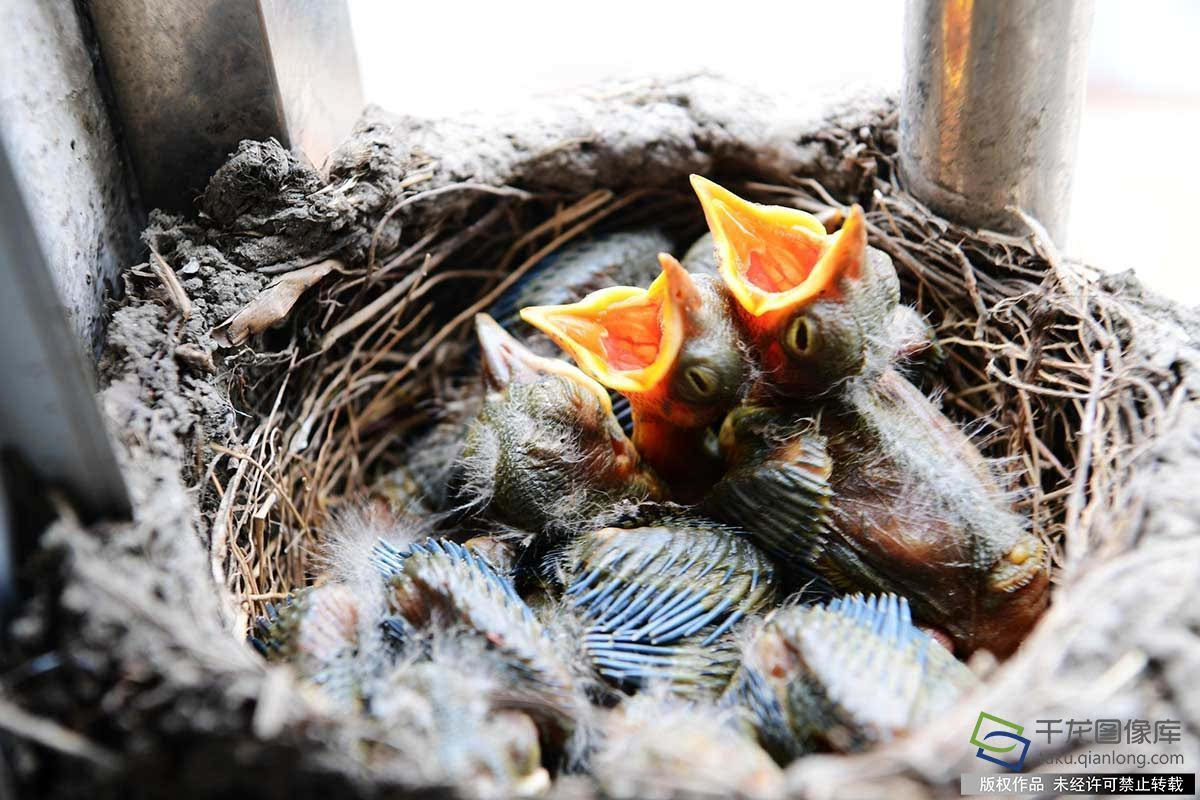 办公楼窗空降"住户"筑巢产蛋还孵出6只雏鸟!