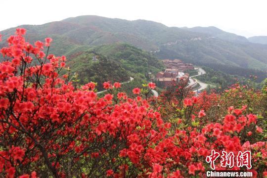 据了解,永州市阳明山国家森林公园的杜鹃花共有28种,其中云锦杜鹃是