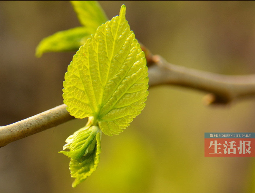 桑树芽 推荐菜肴:土鸡煲桑嫩芽 如果大家小时候养过蚕宝宝,对桑树芽