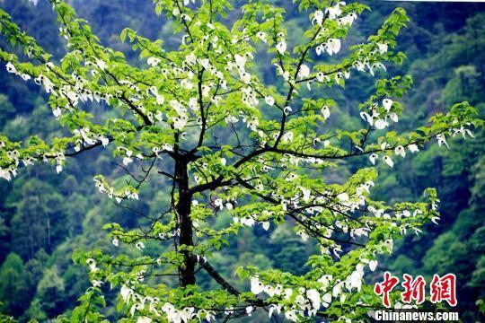 四川荥经万亩鸽子花盛开惹人爱