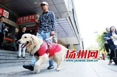 导盲犬工作很专业.