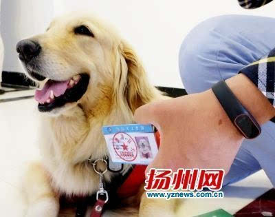 原标题:扬州第一只导盲犬持证上岗 给主人当眼 它会30多项本事