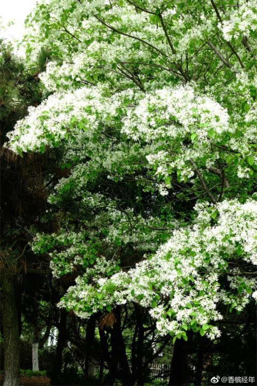 青岛流苏花迎来盛花期 如云似雪花香四溢