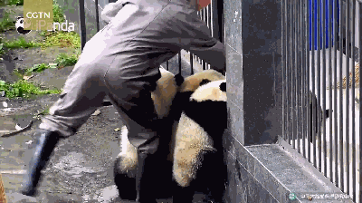 四只熊猫宝宝越狱萌翻了 始终还是逃不出奶爸的手掌心