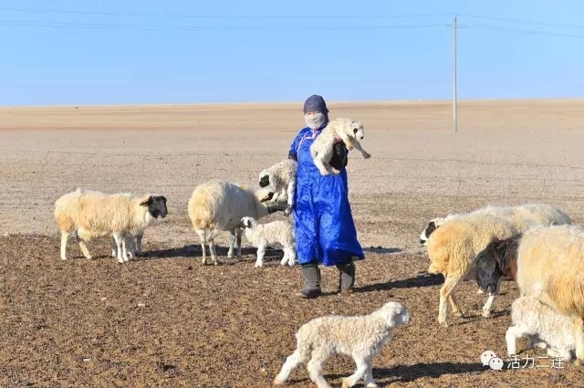 二连浩特市接羔保育工作圆满结束 仔畜存活率