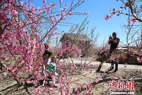 五月中旬新疆乌鲁木齐周边万亩桃园花开正艳