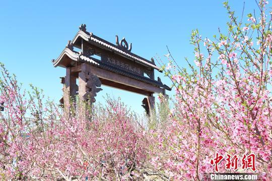 进入五月中旬,位于乌鲁木齐市区的新疆兵团第十二师一〇四团万亩桃园