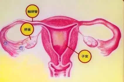 减少卵巢癌发生几率