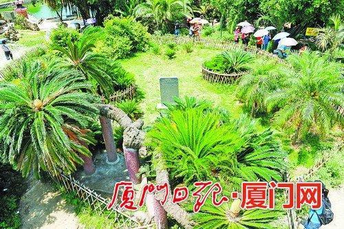 小嶝岛琉球古铁树600多岁仍年年开花