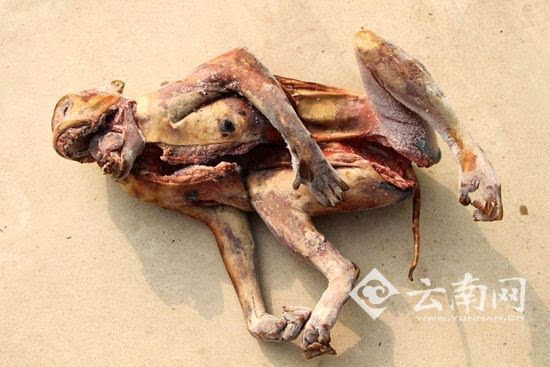 被猎杀的国家二级保护野生动物猕猴 云南网讯(记者毕芃通讯员解雄波)5月18日,记者从西双版纳州森林公安局获悉,近日,西双版纳州勐腊派出所成功破获一起在保护区内猎捕、杀害珍贵、濒危野生动物重大案件,抓获犯罪嫌疑人4名,收缴作案枪支4支,端掉了一个在保护区持枪狩猎犯罪团伙。 该案查获国家二级重点保护野生动物死体猕猴1只、白鹇2只,国家二级重点保护野生动物黑熊熊牙4颗、黑熊肉一袋及野生动物死体果子狸死体1只、帚尾豪猪死体2只。