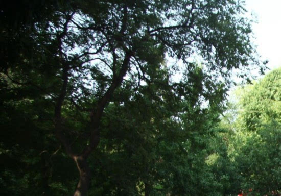 520恋人扎堆领证 民政局囍囍囍囍囍排长龙 (组图)