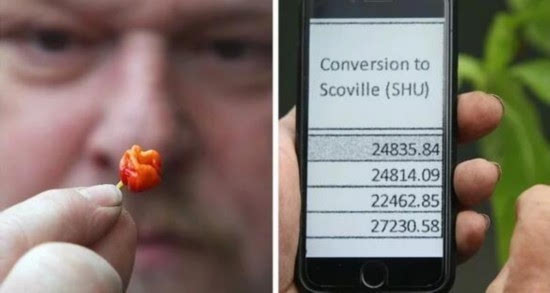 世界最辣辣椒诞生 一颗毙命简直是“恶魔果实”你敢尝试吗？
