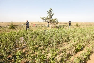 科尔沁沙地"双千万亩"综合治理工程努古斯台项目区.