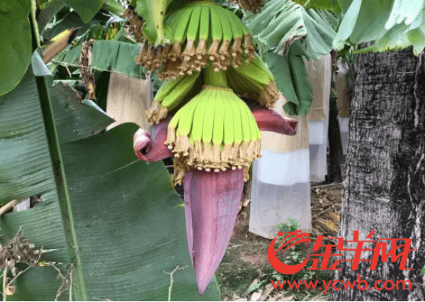 你最爱的香蕉原来是这样种出来的