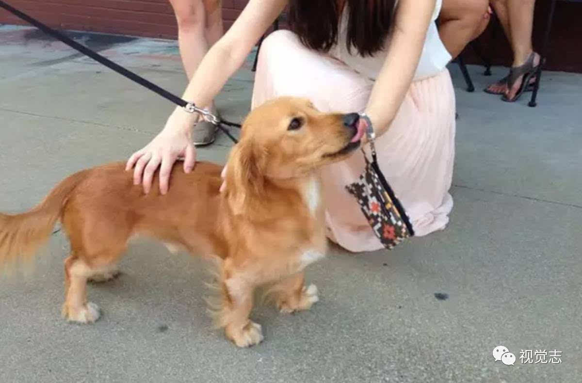腊肠 柴犬