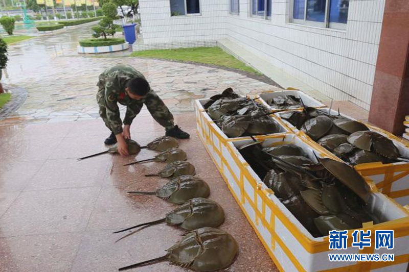 边防官兵正在清点查获的中华鲎。 广西防城港边防支队横江边境检查站官兵日前在巡逻过程中查获117只国家二级保护动物中华鲎。 当日12时,这个站执勤官兵在对一辆面包车进行例行检查时,发现车内的3个长方形泡沫箱中装有中华鲎。经清点,这批中华鲎共117只。经调查,运输这批中华鲎的手续不齐全,属于非法运输。 目前,横江边境检查站已将此案移交当地渔政部门做进一步调查。(何帅、李籽萱)