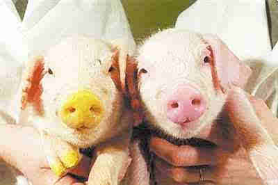 科学家用转基因让猪患上糖尿病 有助于药物研