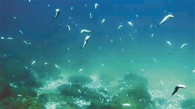 大鹏新区东涌海域出现大量死鱼,怀疑是非法炸鱼引起,昨日是世界海洋日