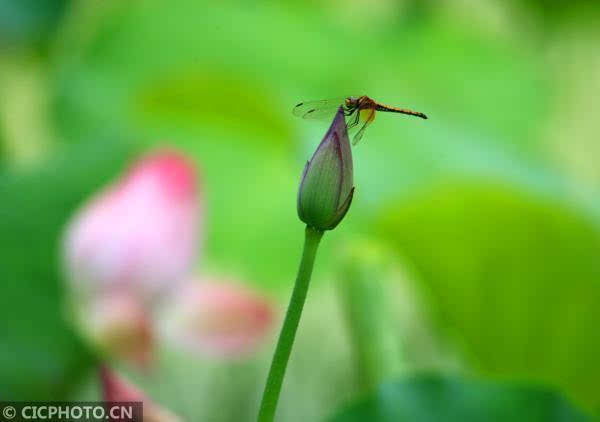 小荷才露尖尖角 早有蜻蜓立上头