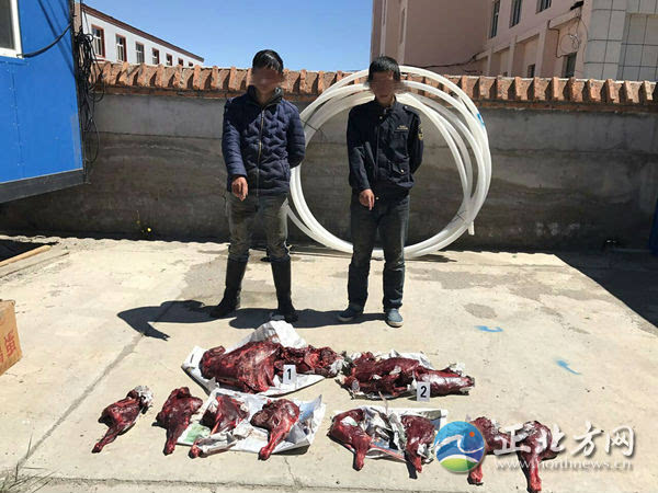 黄羊人口_南江黄羊