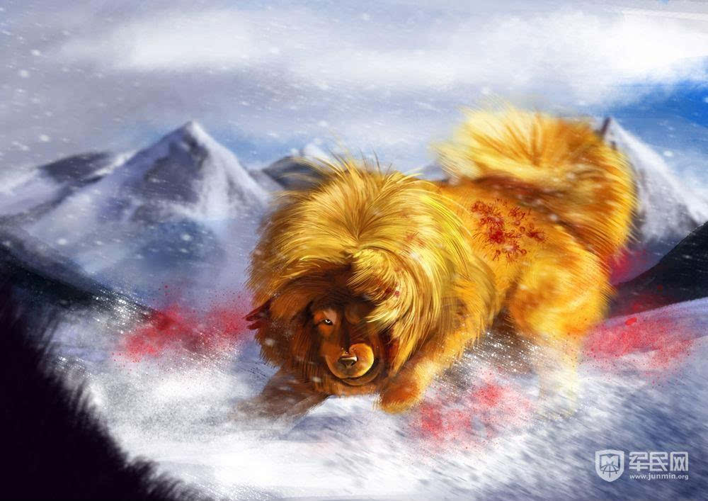 雪獒和藏獒谁更猛 来自搜狐网
