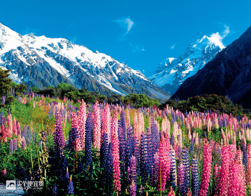 全国办理: 新西兰个人旅游签证 5年多次 上海\/北