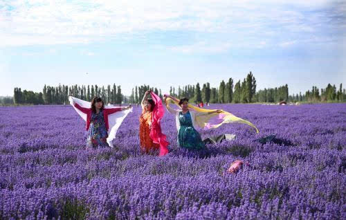 美爆了!新疆伊犁万亩薰衣草绽放成紫色花海