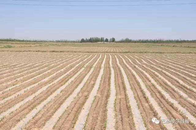 人均地田_花田酒地图片