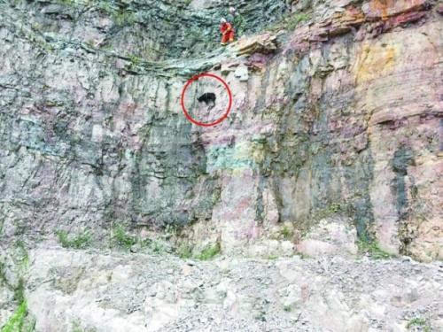 五只"吃货"黑山羊上悬崖吃草 被困三天下不来