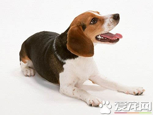 怎样喂养比格犬 要注意食物方面的控制_搜狐文