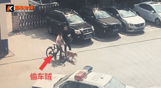 金毛迷路后把派出所当家,还客串警犬抓了个贼,缺点是太能吃了