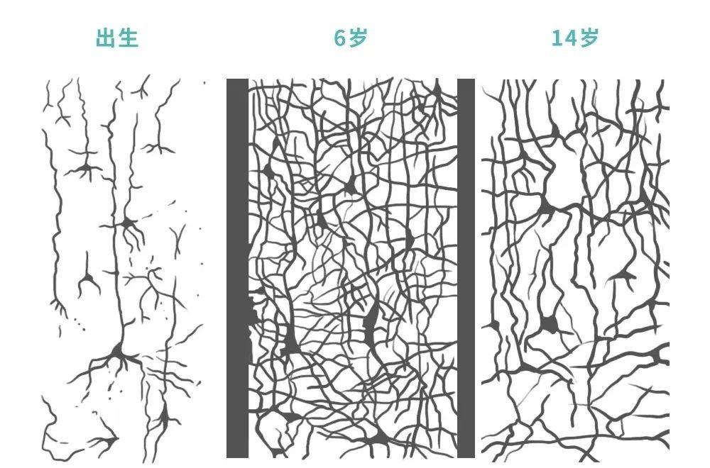 新闻详情 打开a                     大脑神经元突触发育图 孩子大脑