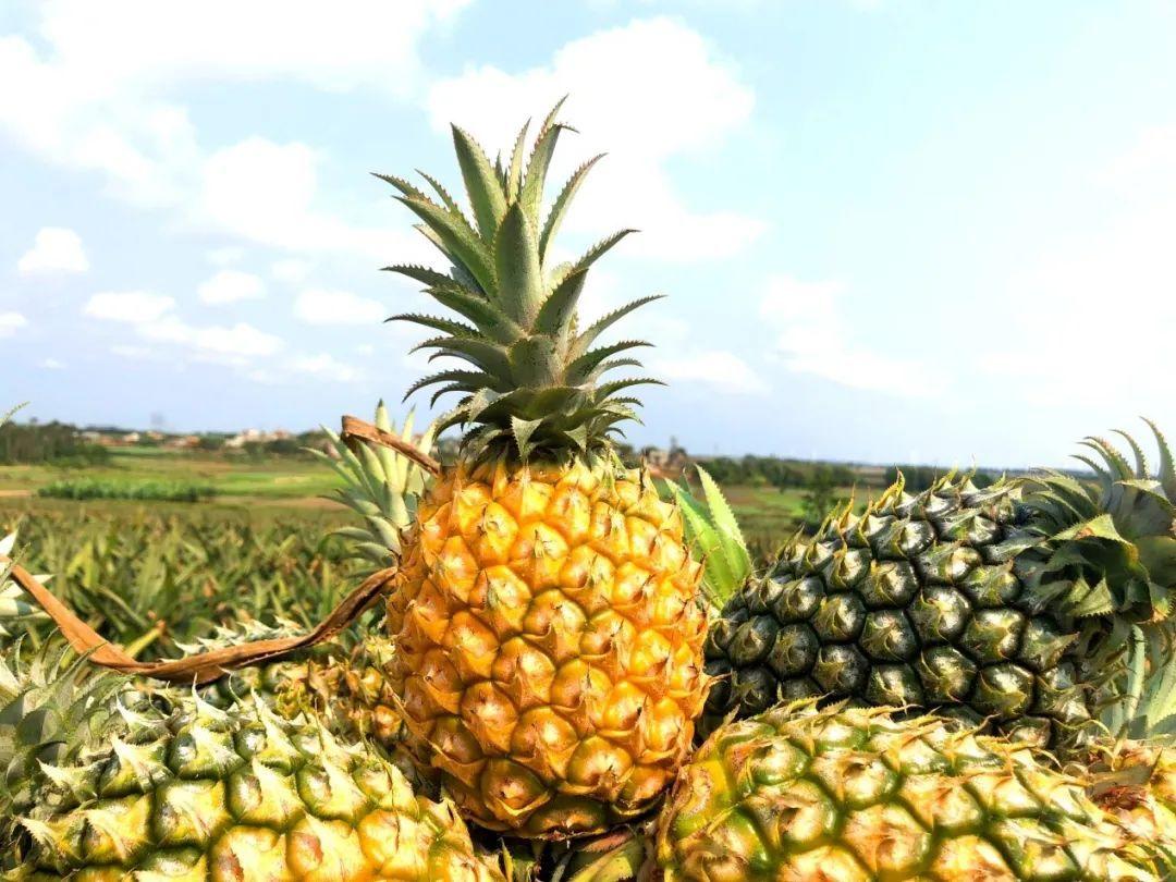 娱乐 正文  2020年3月26日,在徐闻"菠萝的海",农民刚采摘下来的菠萝.