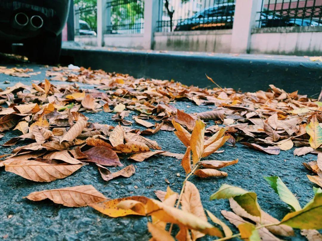 上海"落叶不扫"的景观道有多美?记者实拍"秋天的童话"