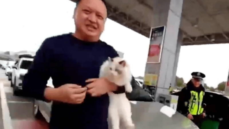 男子驾车返乡途中被猫锁在车外！求助交警百般尝试无果后，猫给打开了