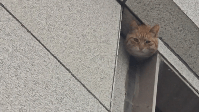 在线求网友支招！猫咪被困近20天无法正常进食饮水，消防来了也没办法