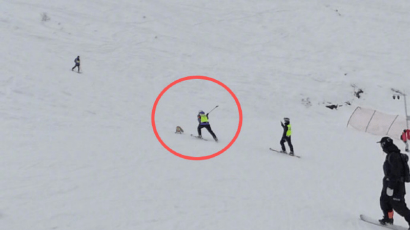 新疆阿勒泰咬人狐狸被滑雪场打死？知情人提供现场视频，多方回应