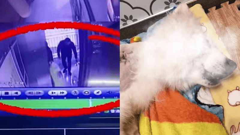【重庆】两男子虐杀萨摩耶砍50多刀？ 官方：处理病犬不当 被行政处罚
