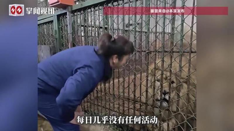 辽宁一头狮子骨瘦如柴，动植物园发布情况说明：其配偶死亡后，40多天几乎不进食