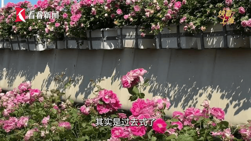 被美国议员点名夸！上海“空中花廊”的背后是..