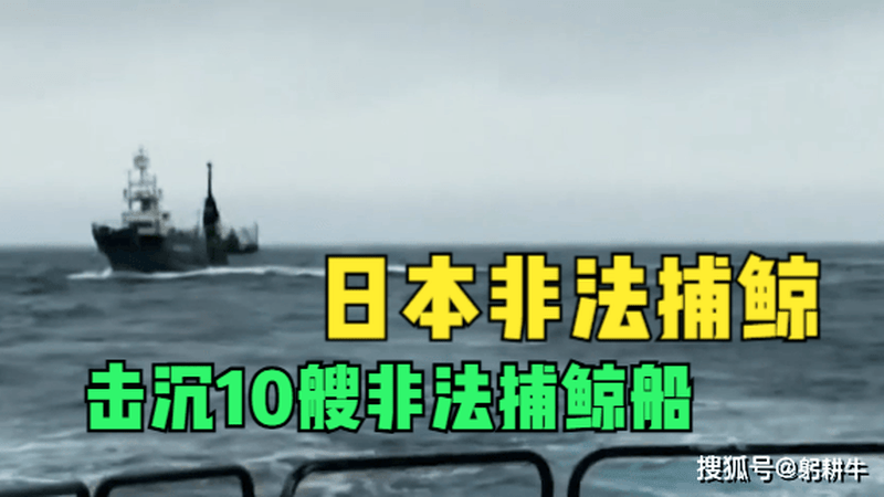 日本非法捕鲸，遭硬刚暴击，击沉10艘非法捕鲸船