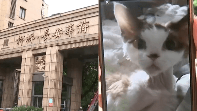 退租被索赔近万元，女子认为不合理，“无法接受”，房东：她养了三四十只猫