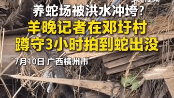 养蛇场被洪水冲垮？记者在广西横州邓圩村蹲守约3小时，拍摄到蛇出没画面