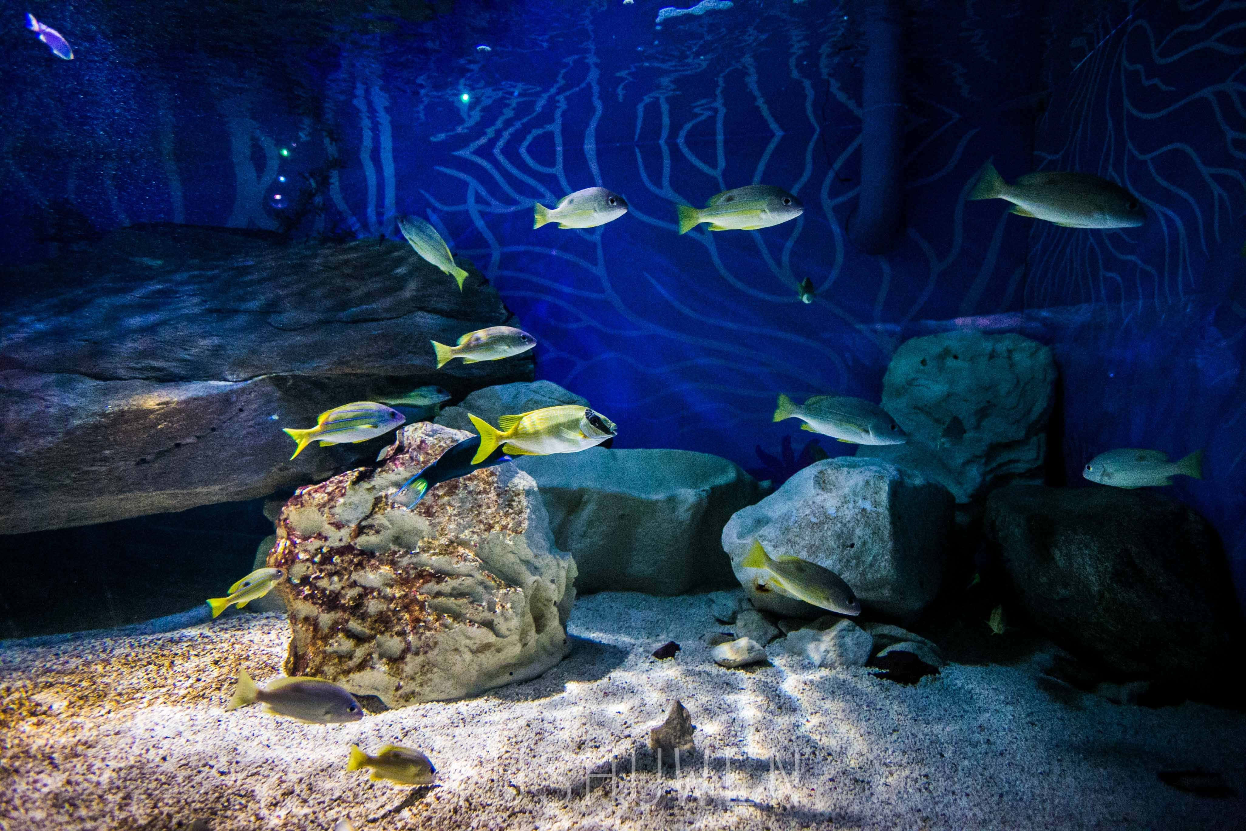 体验神奇梦幻海底世界——悉尼海洋生物水族馆